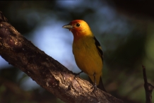 Western Tanager #1