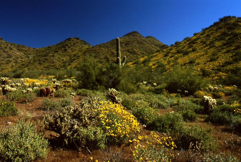 Desert Baileya  and Sagauro), Upland Sonoran Desert 