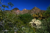 Spur Cross Recreation Area, Upland Sonoran Desert