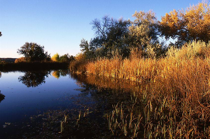 Lenora Curtin Wetlands Preserve #4