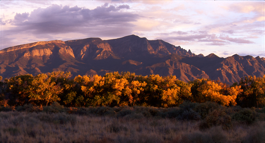 Sandia Mountains 
and Rio Grande Cottonwoods at Sunset