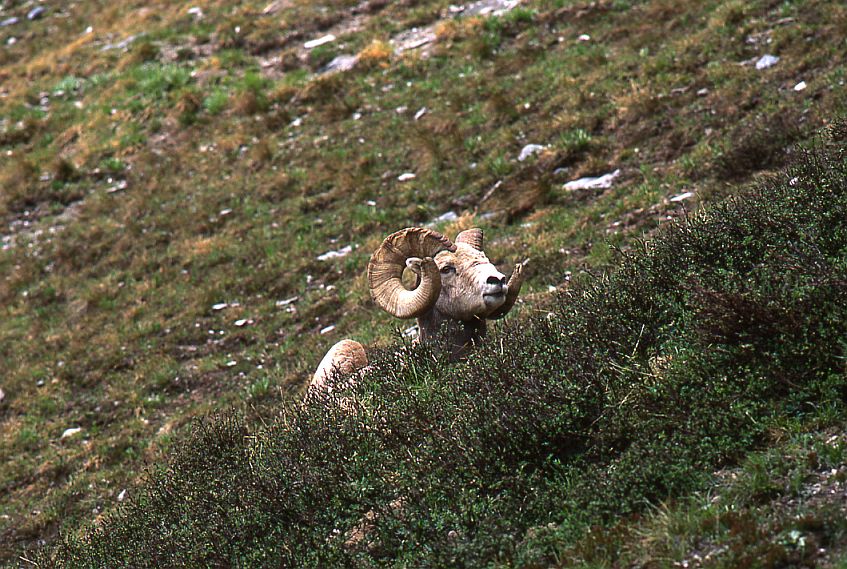 Rocky Mtn. Sheep, Ram