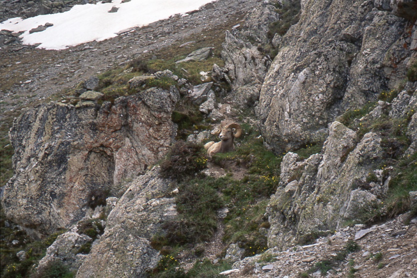 Rocky Mountain Ram, South Truchas (Elijah Mohn)