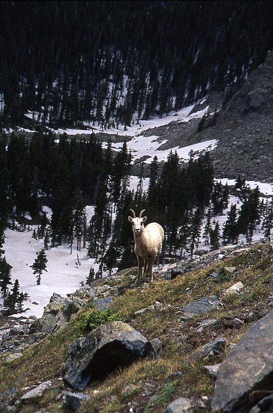 Rocky Mountain Sheep, Ewe #2