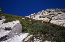 Rocky Mountain Sheep, Ewe and Lamb