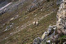 Rocky Mtn. Sheep, Two Rams #2
