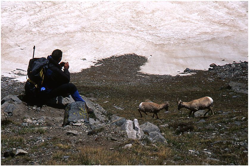 Rocky Mtn. Sheep, Elijah Watching Ewes