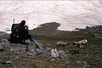 Rocky Mtn. Sheep, Elijah Watching Ewes