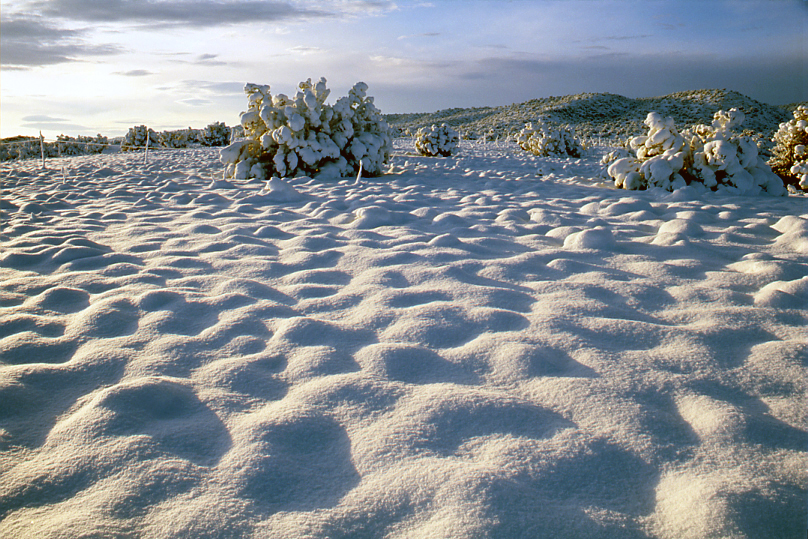 Snowforms with 
Juniper Tree #30