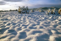 Snowforms with juniper #30