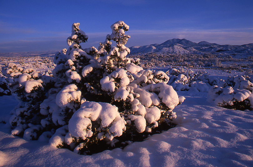 Snowforms with Juniper Tree #2A