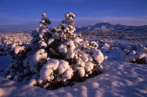Snowforms with juniper #3A