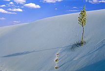 White Sands, Late Afternoon