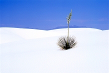 White Sands, Near Midday