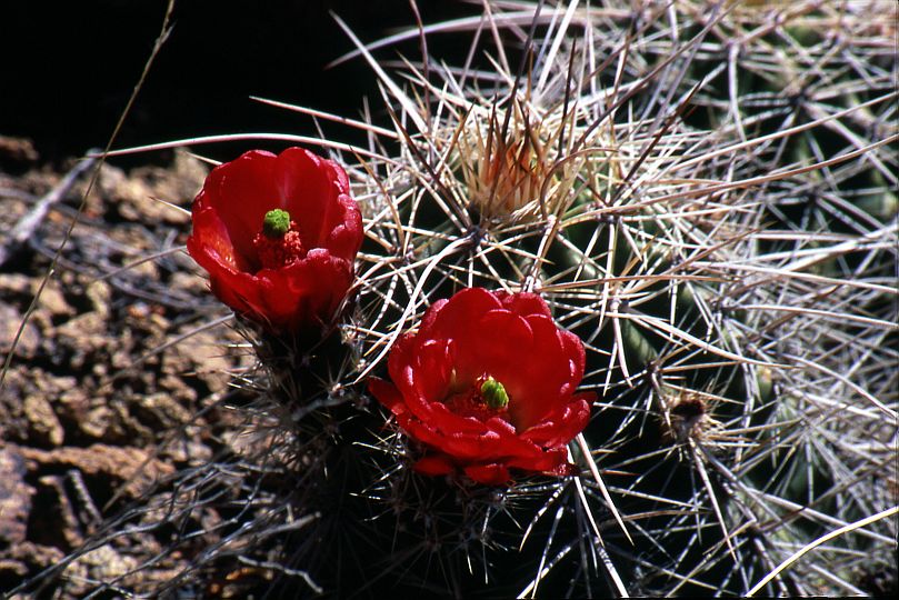 Claret Cup Cactus Blossoms