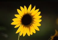 Wild New Mexico Sunflower