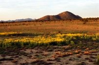 Desert Baileya at Sunrise, Bonanza Creek Ranch
