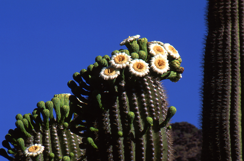 Saguaro blooming closeup