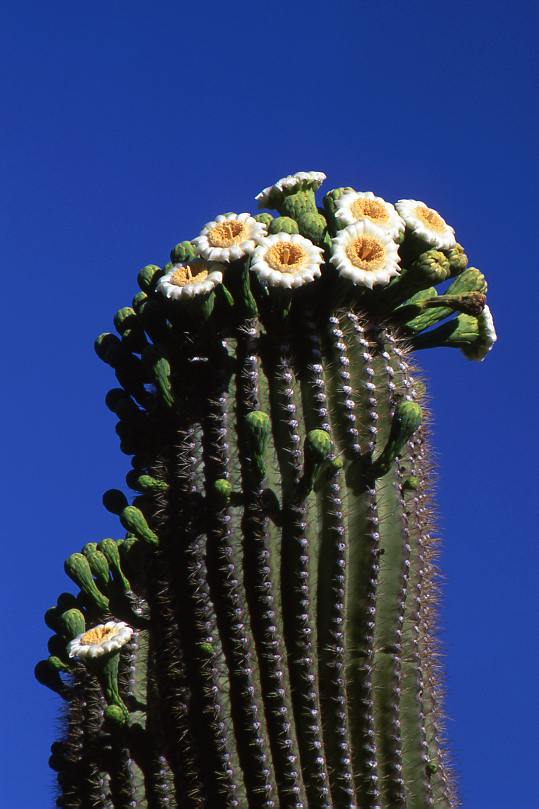 Saguaro blooming closeup #2