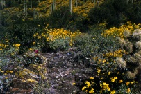 Wildflowers, Upland Sonoran Desert