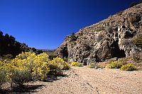 Chamisa, Diablo Canyon