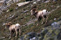Rocky Mtn. Sheep, Two Rams #1
