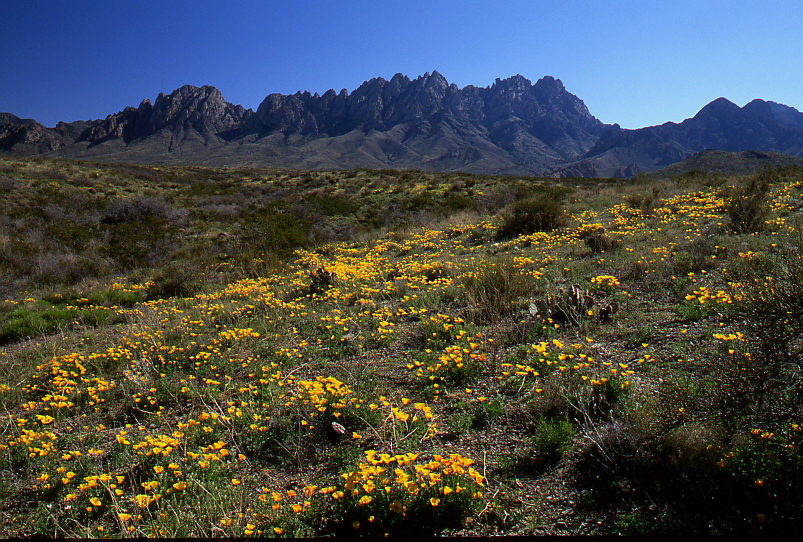 Organ Mountains with Mexican Gold Popies