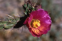 Walking Stick Cholla Blossom with pollen