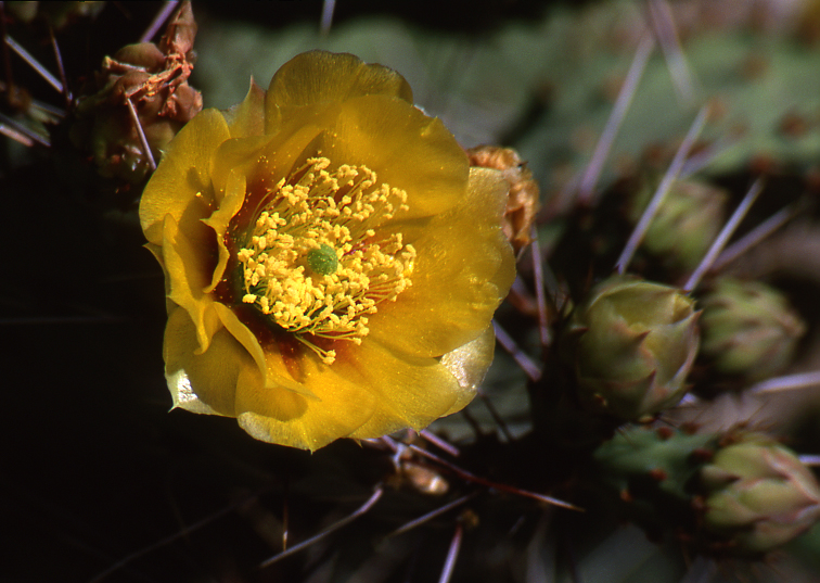 Prickley Pear blossom #3