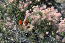 Indian Paintbrush and Apache Plume